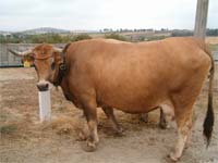 Raça Mirandesa perde efectivo