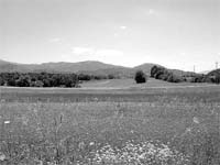 L caçador de parros