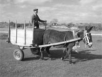 Burros pelos trilhos da Raia
