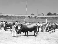 Gado mirandês pouco concorrido