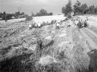 Bruçó reaviva tradições