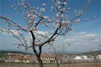 Amendoal em recuperação