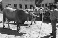 Raças autóctones “desperdiçam” apoios