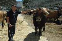 Mirandesa elege melhor exemplar