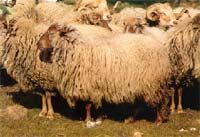 Raça Badana em vias de extinção