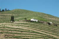 Passeio pelas vindimas do Douro