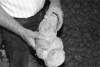 Batata gigante em Lagarelhos