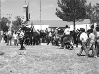 Burros em competição