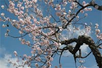 FREIXO revitaliza amendoal