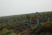 Floresta renasce em Montesinho