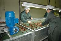 Vinhais aposta na transformação da castanha