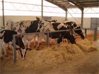 Obrigatório licenciar estábulos