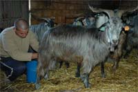 Ordenha com falta de higiene