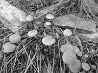 Recolha de cogumelos vai ser legislada