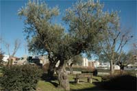 Mirandela adopta oliveiras