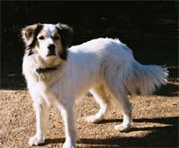 Quando a carraça ataca