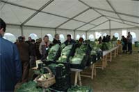 Chuva arruinou produção de couve penca