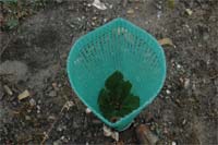 Freixo planta floresta