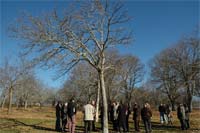 Cancro do castanheiro ainda preocupa