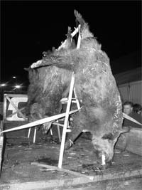 Caçada rende nove javalis