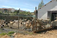 Canil de Bragança sem condições