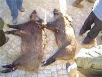 Caçadores da Vilariça com boa pontaria