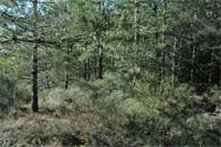 Trás-os-Montes ordena floresta