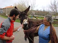 Burros “chumbam” dentes