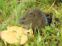 Rato de Cabrera não trava estrada