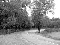 …que a Serra de Nogueira é um autêntico nascente de bicharada brava, um “museu” vivo de espécies animais que há muito teriam desaparecido se as condições oferecidas pela serra não fossem o que são.