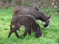 Burros ganham Lar de 3ª Idade