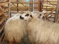 Cordeiro mirandês à beira da certificação