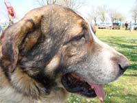 Cão de gado transmontano sobe ao pódio