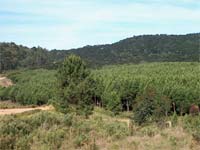 Mogadouro perde Central de Biomassa