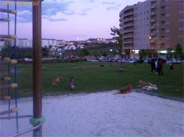 Cães invadem parques infantis