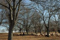 “Não prometemos o ICN”