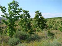 Floresta sem dinheiro