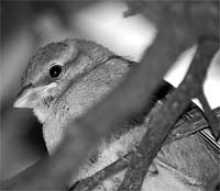 Nuobas fábulas mirandesas