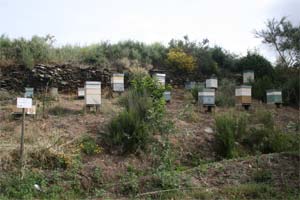 Milhão rende-se ao mel biológico