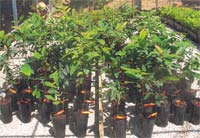 Empresa transmontana produz plantas resistentes às doenças