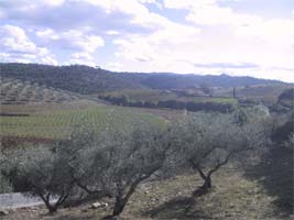 Pragas da azeitona preocupam agricultores