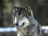 Lobo em foco