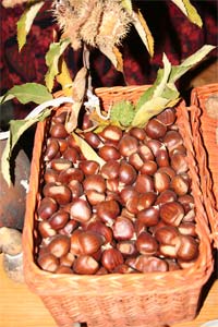 Castanha reinou em Podence