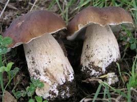 Apanha de cogumelos sem controlo