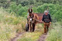 Burro Mirandês em todo o País
