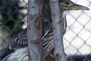 No encalço das aves de Reboredo