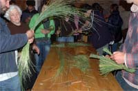 Conhecer as plantas