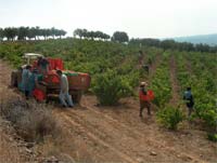 Quinta do Lombo colecciona medalhas