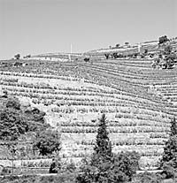Douro implementa técnica de medição de vinhas