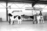 Cão de Gado Transmontano em concurso